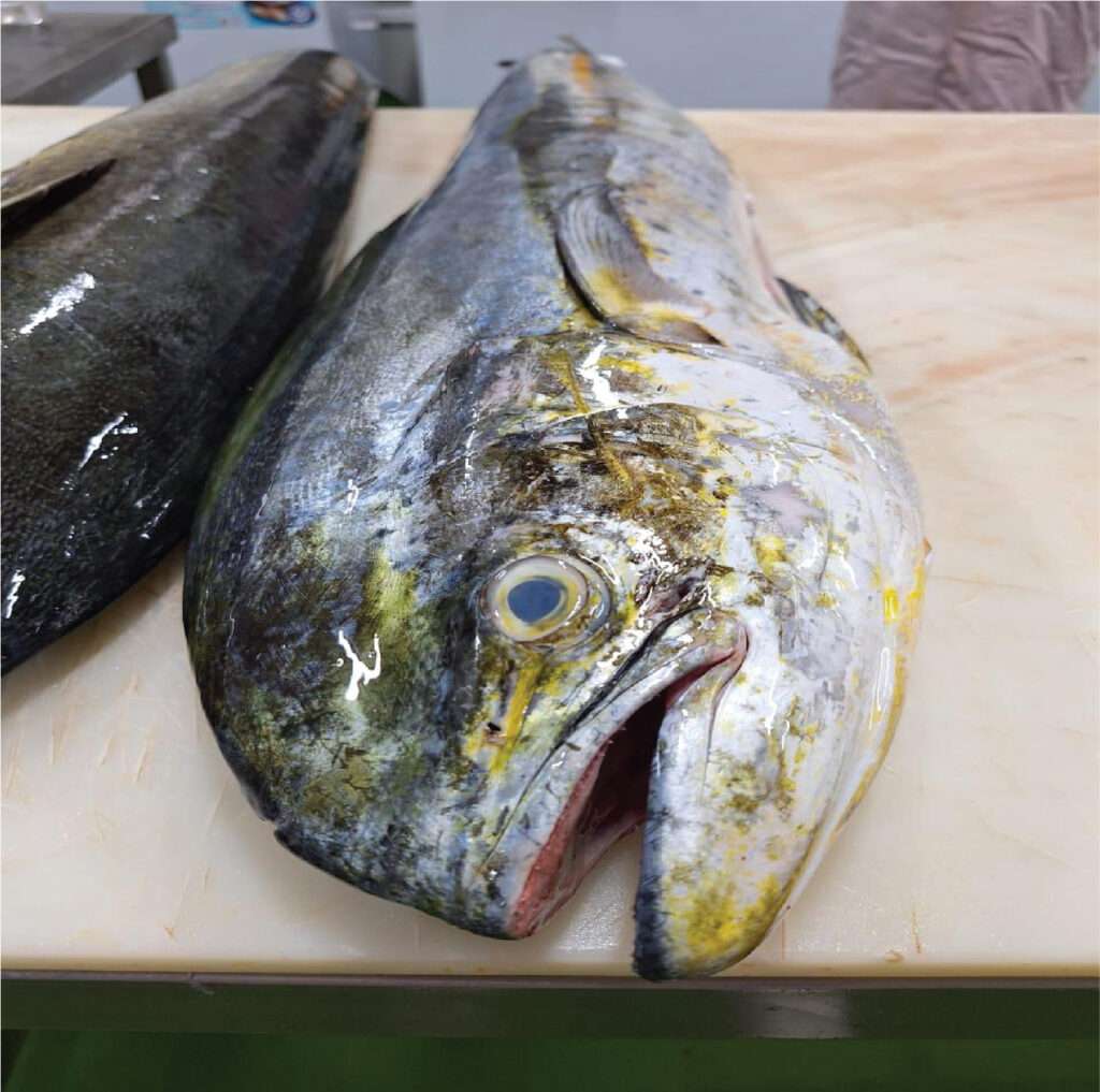 fish